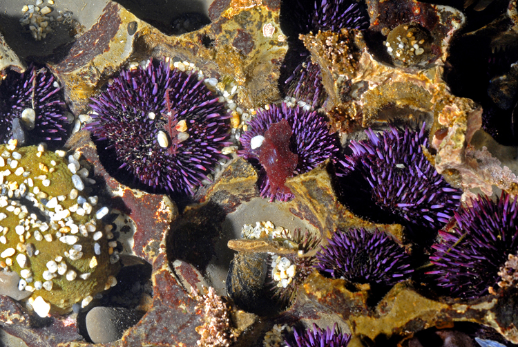 Strongylocentrotus purpuratus